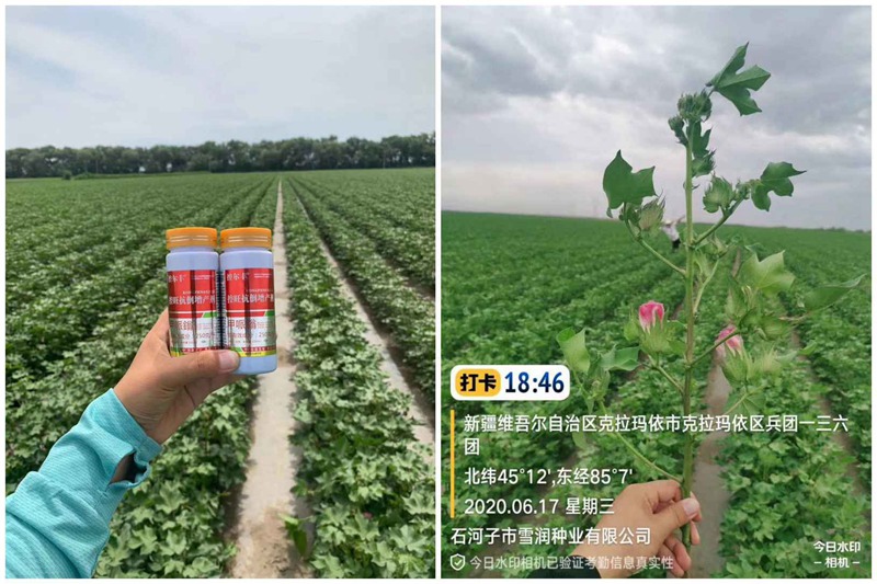 棉花用了控爾豐，控旺增產(chǎn)真輕松(圖3)