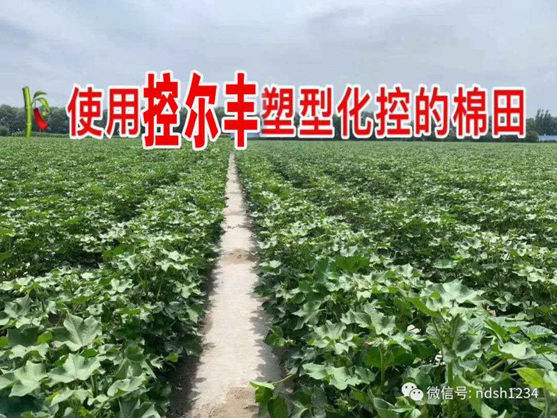 棉花用了控爾豐，控旺增產(chǎn)真輕松(圖5)
