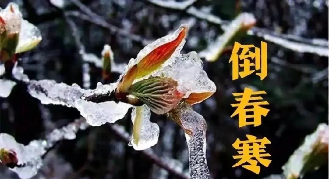 預(yù)防倒春寒，植物生長調(diào)節(jié)劑有大用！(圖1)