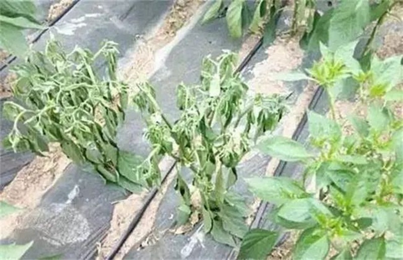 蔬菜死棵一年比一年重，到底能不能重茬？(圖1)