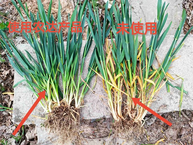 深入田間，探究效果---卑詩(shī)?壯在小麥上的效果回訪(圖2)