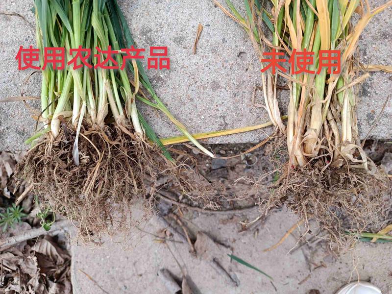 深入田間，探究效果---卑詩(shī)?壯在小麥上的效果回訪(圖3)