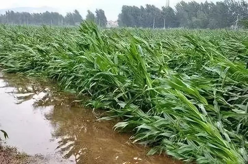 暴雨過(guò)后，應(yīng)做好這些事！(圖2)