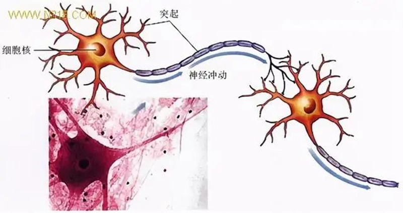 生物農藥連續(xù)使用會不會產生抗藥性？(圖1)
