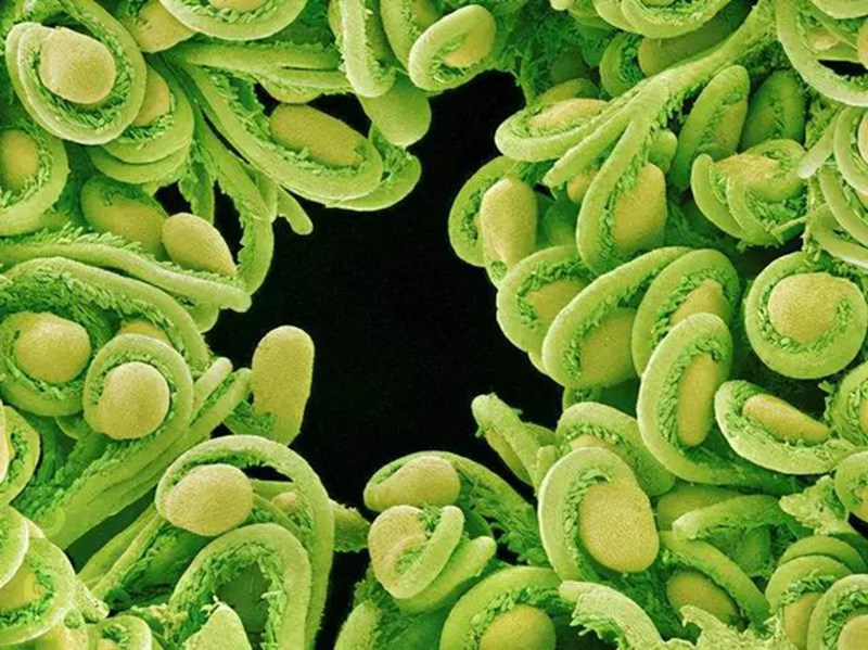 生物農藥連續(xù)使用會不會產生抗藥性？(圖2)