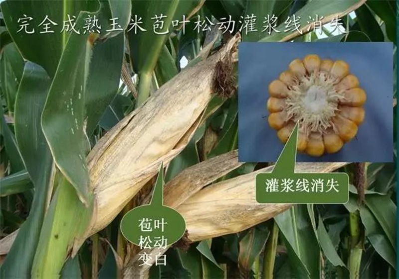 今年小麥要晚種，玉米要晚收！(圖1)
