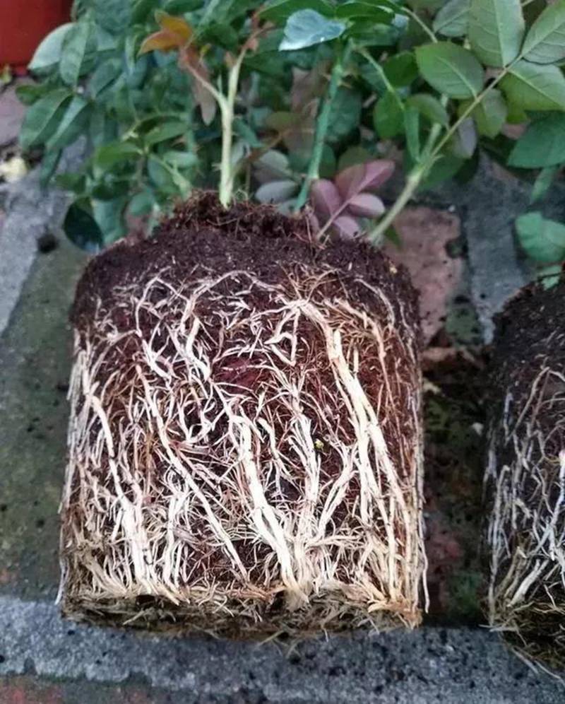 根是植物的命，抓住這幾點，根系粗壯、四通發(fā)達(圖1)