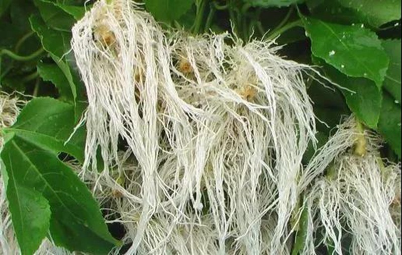 根是植物的命，抓住這幾點，根系粗壯、四通發(fā)達(圖2)